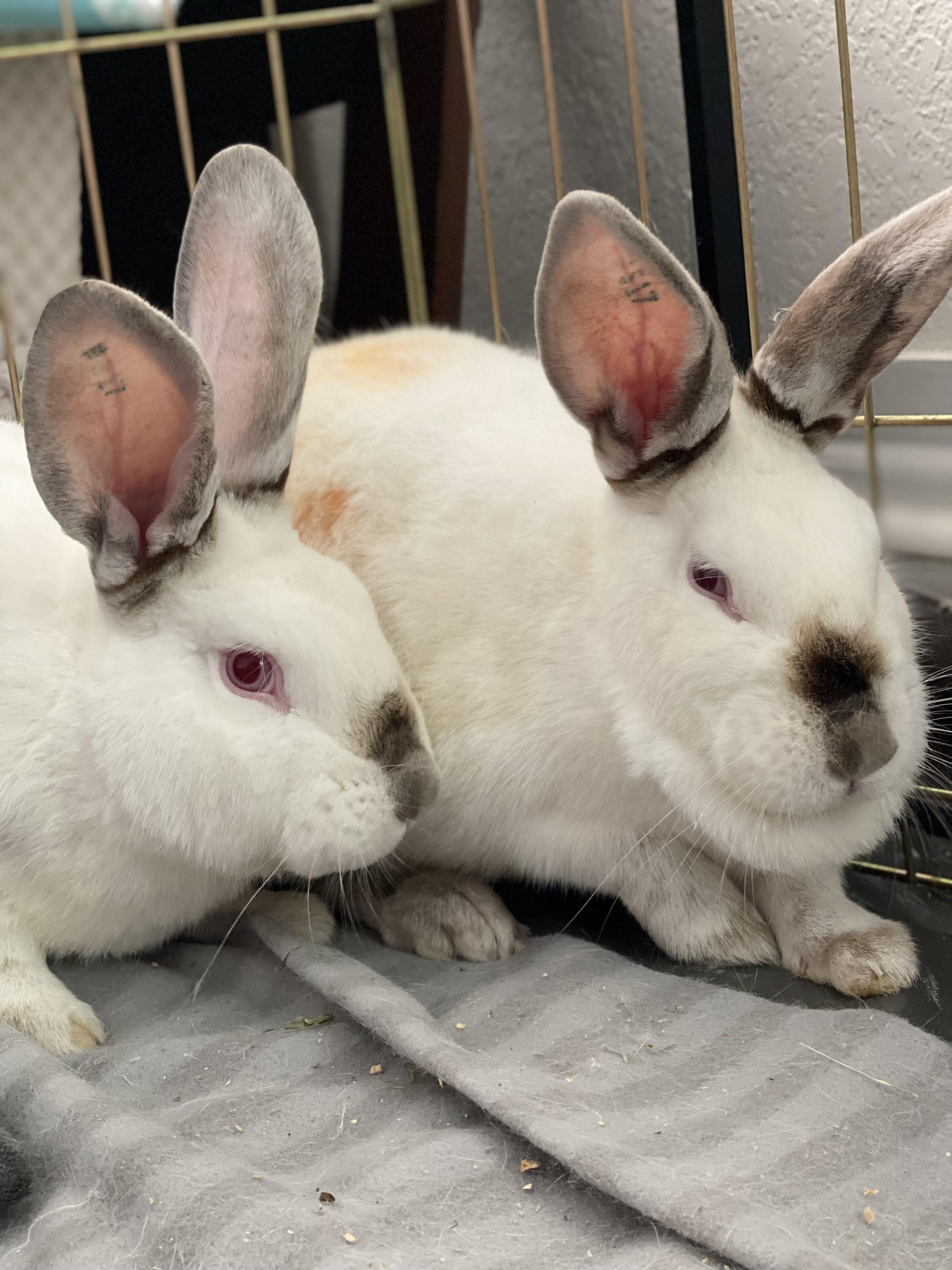 Enlarge Max (M) & Ruby (F), a Adoptable Californian in San Antonio, TX image 2/4