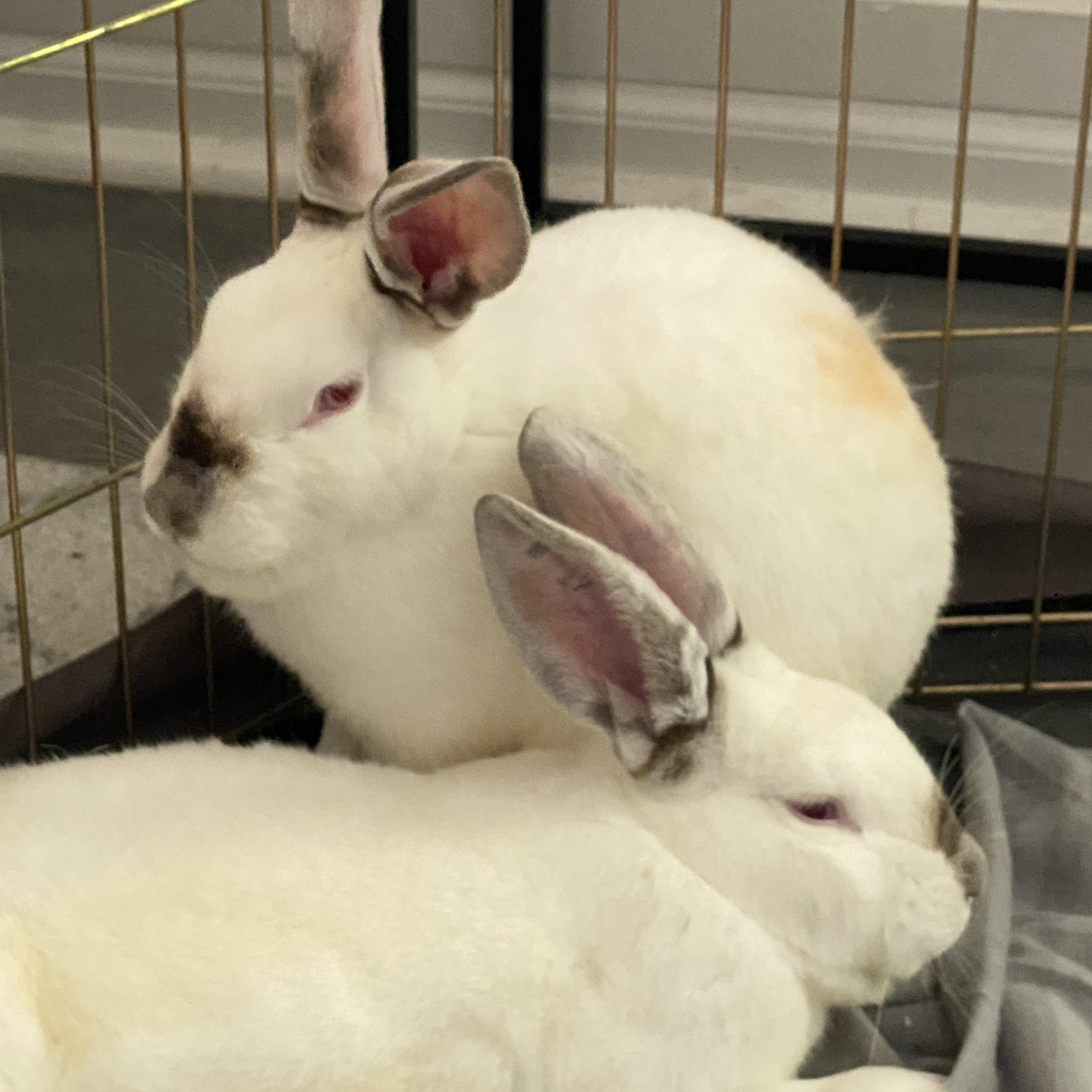 Max (M) & Ruby (F), Adoptable, Adult Male Californian.