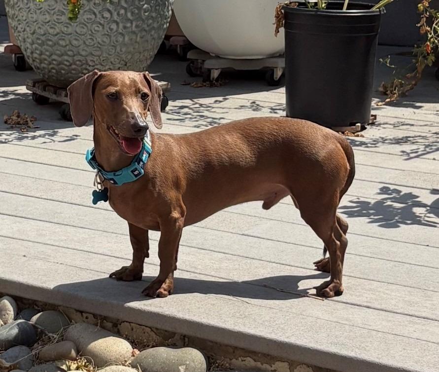 Wally, a Adoptable Dachshund in El Cajon, CA image 1/6