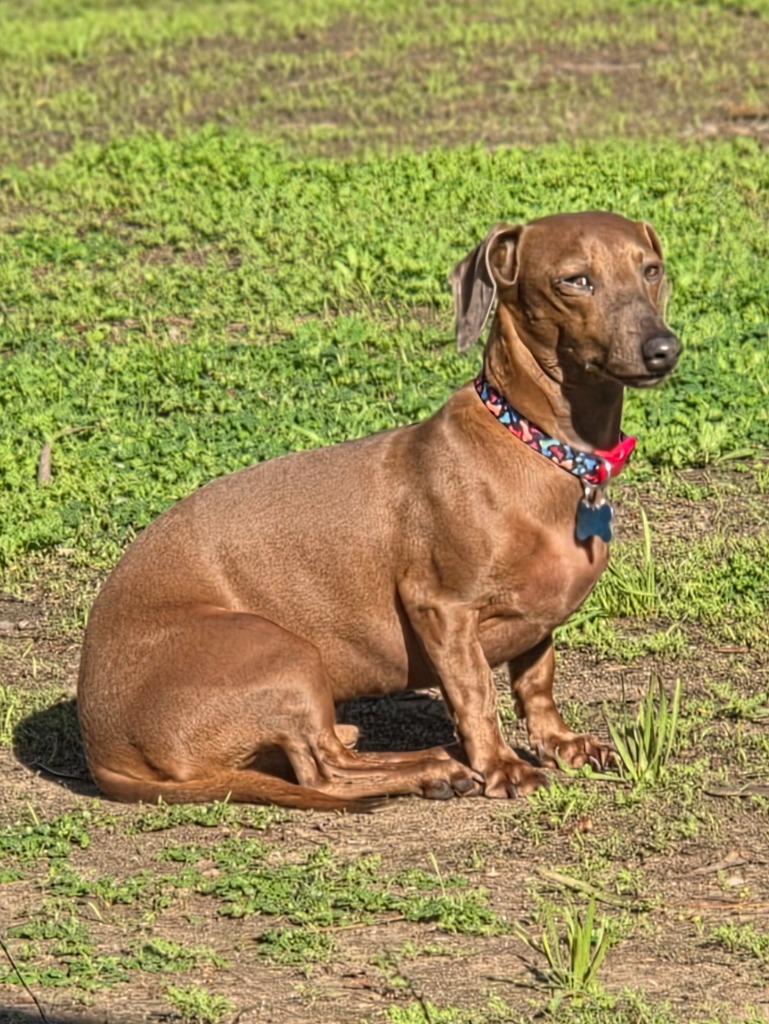 Wally, a Adoptable Dachshund in El Cajon, CA image 2/6