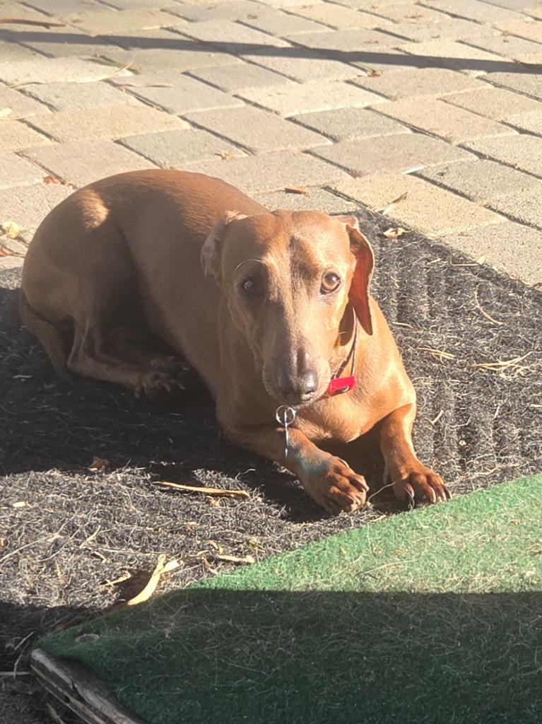 Wally, a Adoptable Dachshund in El Cajon, CA image 3/6