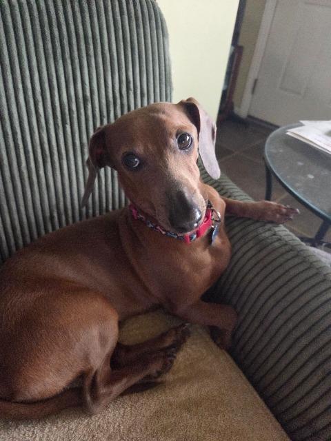 Wally, a Adoptable Dachshund in El Cajon, CA image 4/6