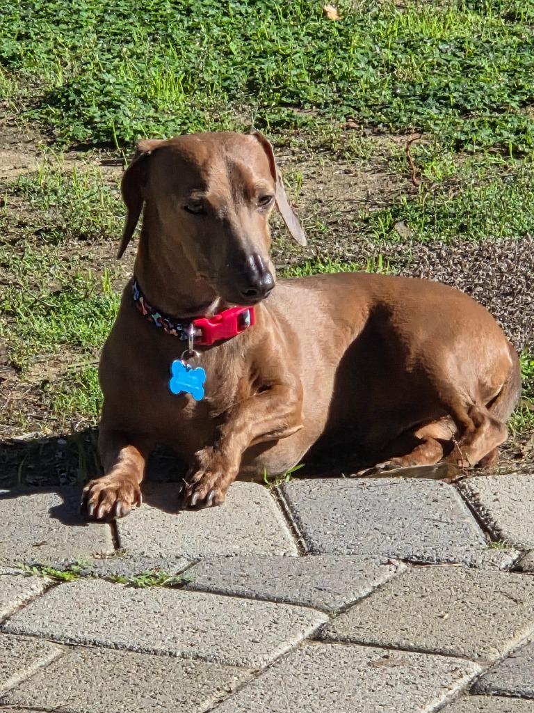 Wally, a Adoptable Dachshund in El Cajon, CA image 5/6