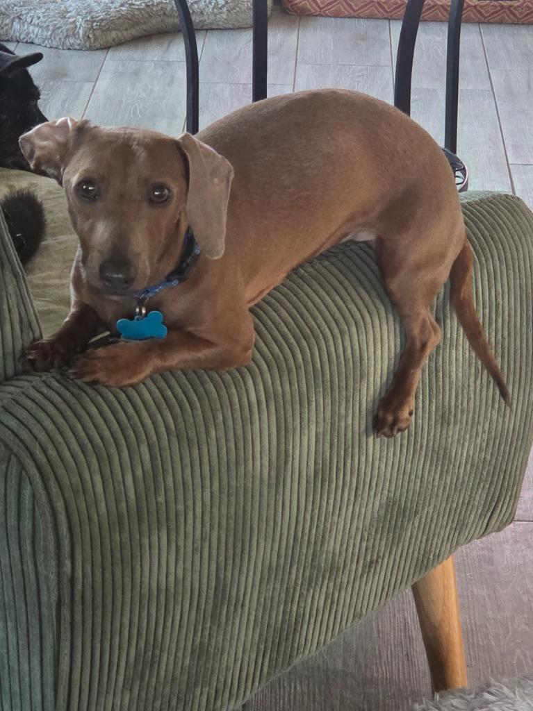 Wally, a Adoptable Dachshund in El Cajon, CA image 3/6