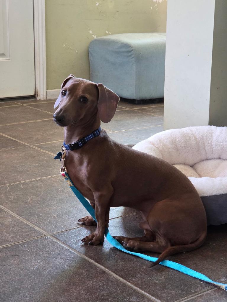 Wally, a Adoptable Dachshund in El Cajon, CA image 4/6