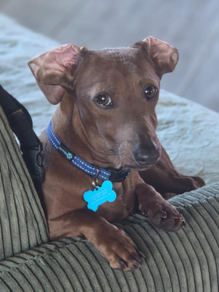 Wally, a Adoptable Dachshund in El Cajon, CA image 5/6