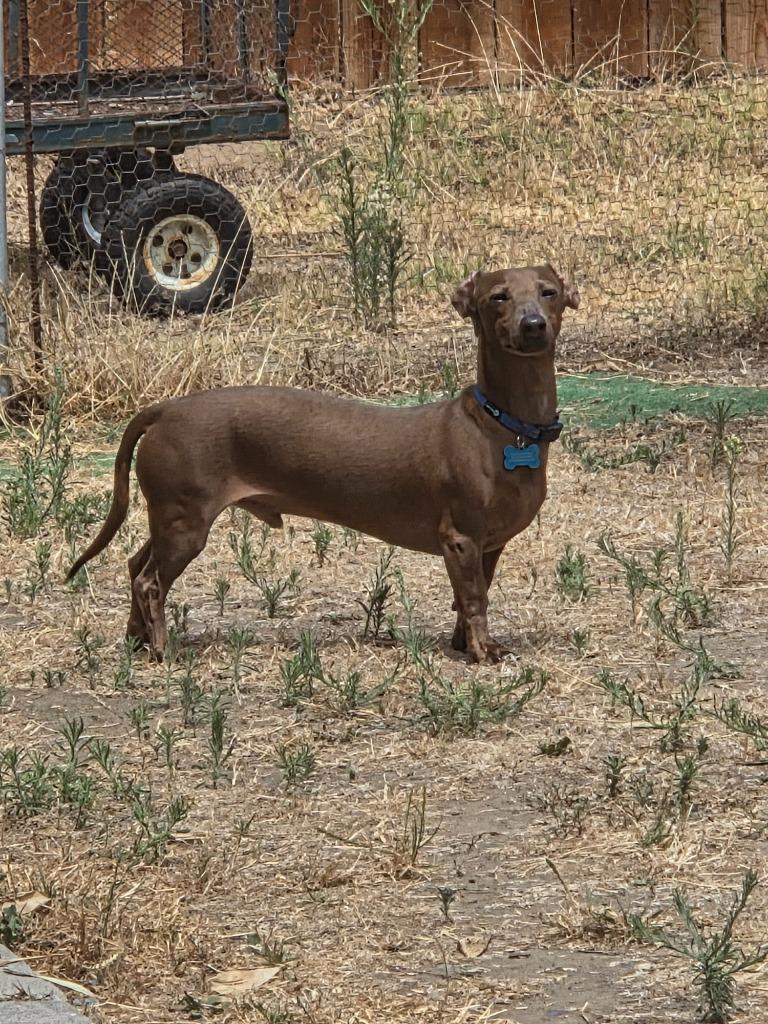 Wally, a Adoptable Dachshund in El Cajon, CA image 6/6