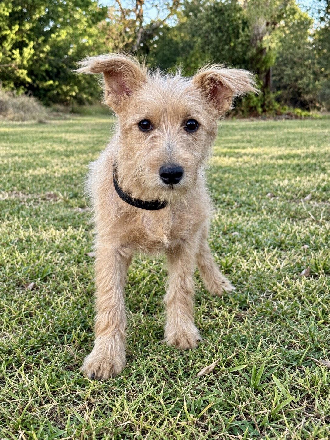 Lennox, Adoptable, Adult Male Terrier.