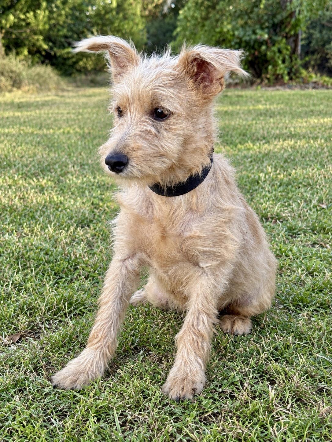 Enlarge Lennox, a Adoptable Terrier in Helotes, TX image 2/3