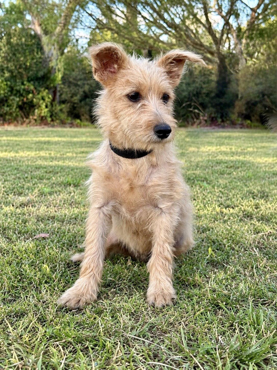 Enlarge Lennox, a Adoptable Terrier in Helotes, TX image 3/3
