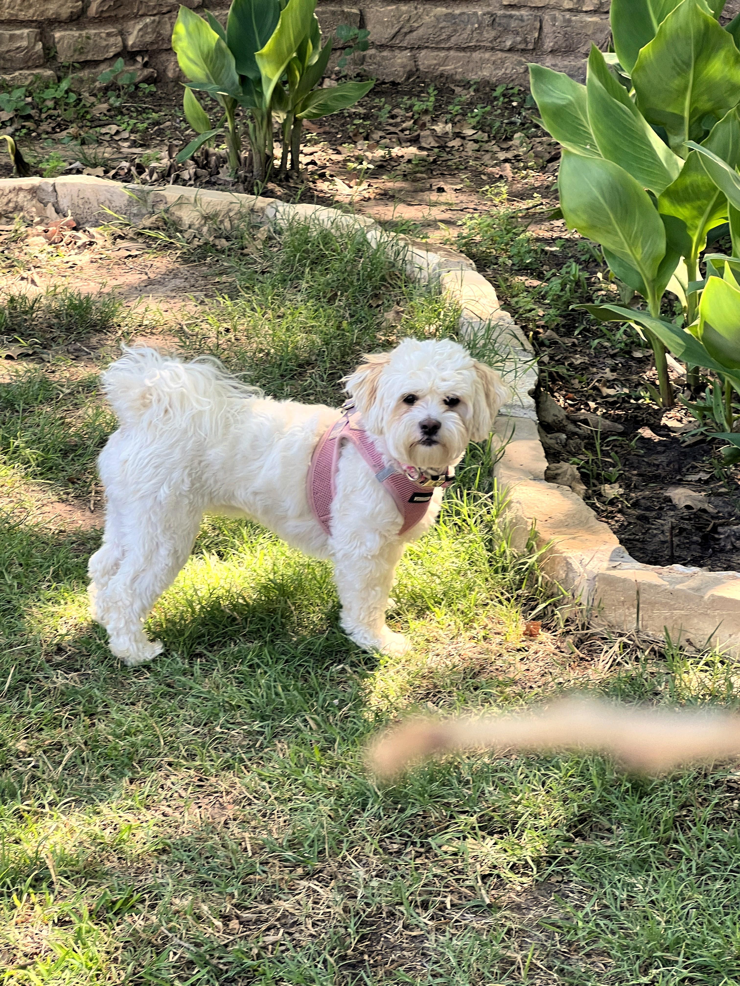 Enlarge Emmah, a Adopted mixed breed in Granbury, TX image 1/6