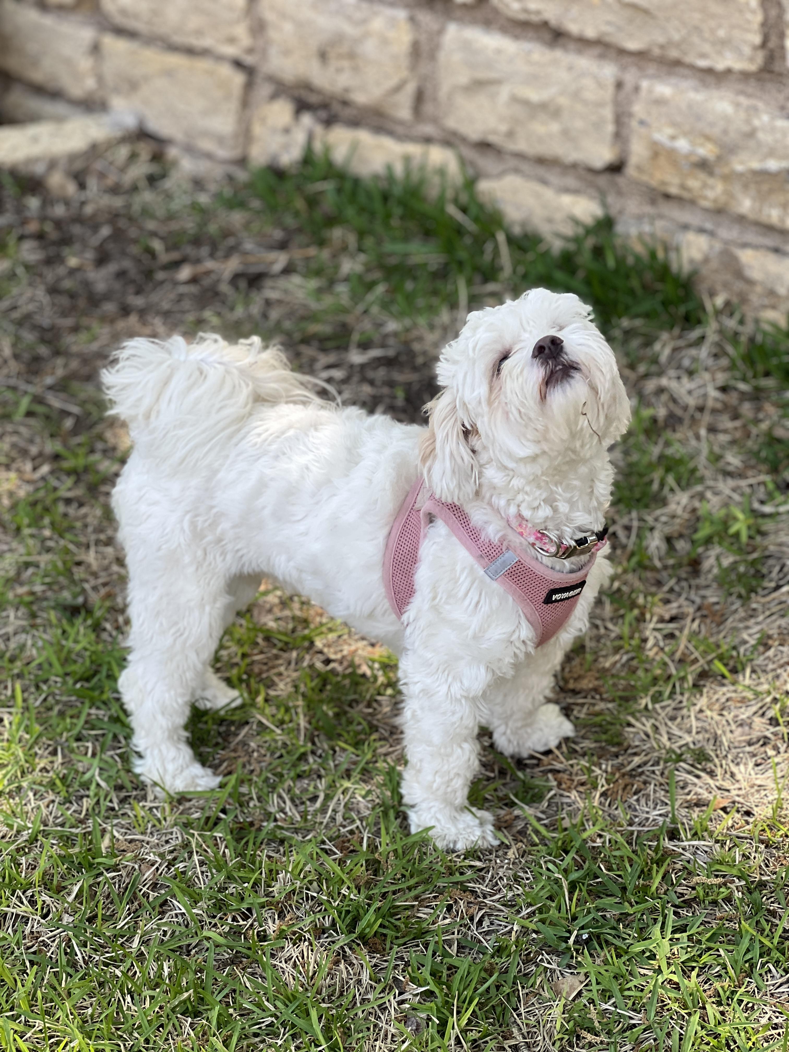 Enlarge Emmah, a Adopted mixed breed in Granbury, TX image 3/6