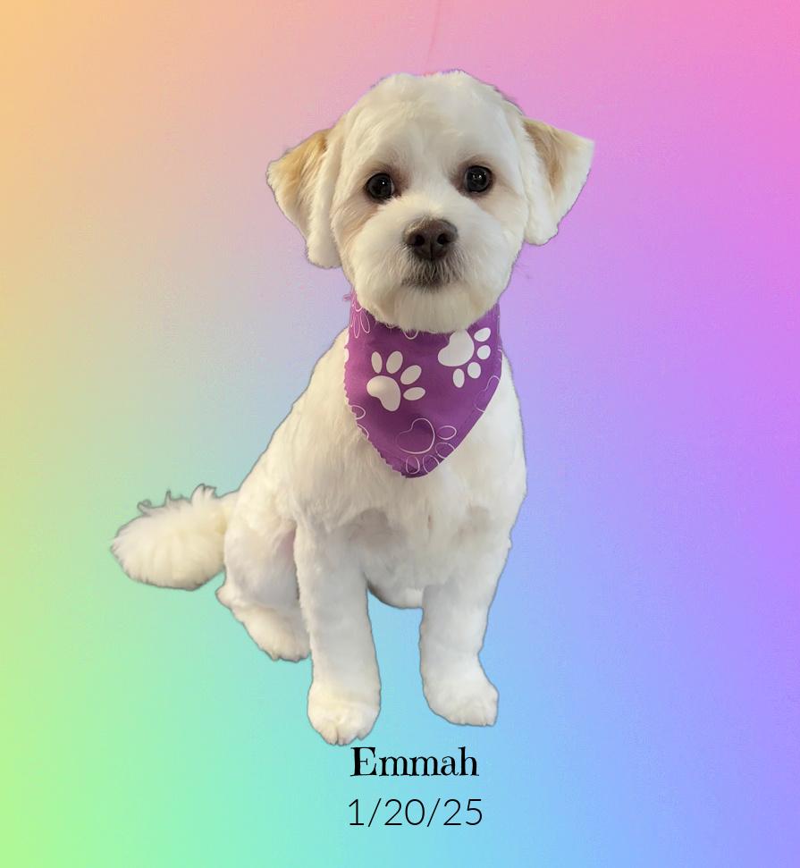 Enlarge Emmah, a Adopted mixed breed in Granbury, TX image 4/6