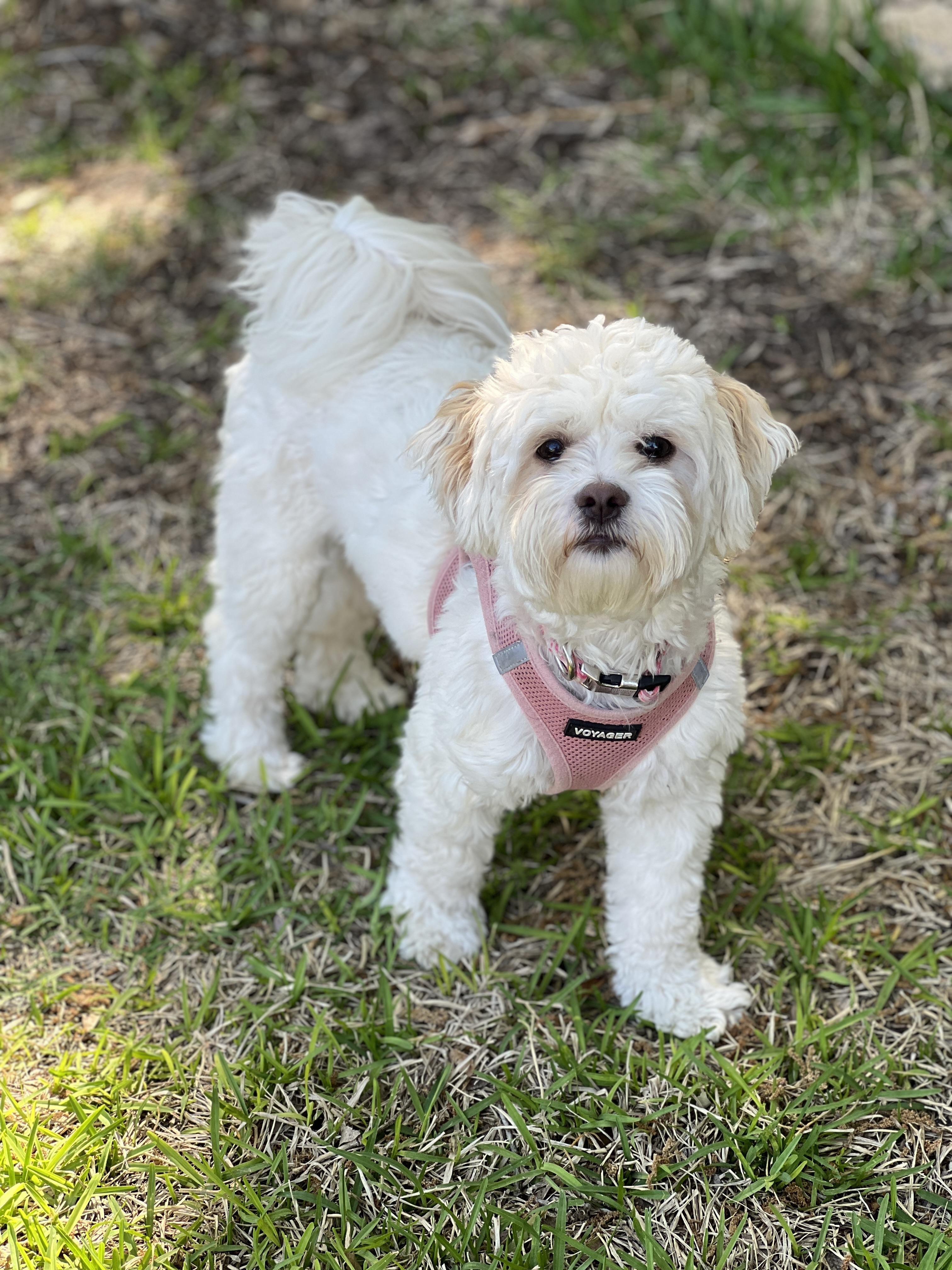 Enlarge Emmah, a Adopted mixed breed in Granbury, TX image 5/6