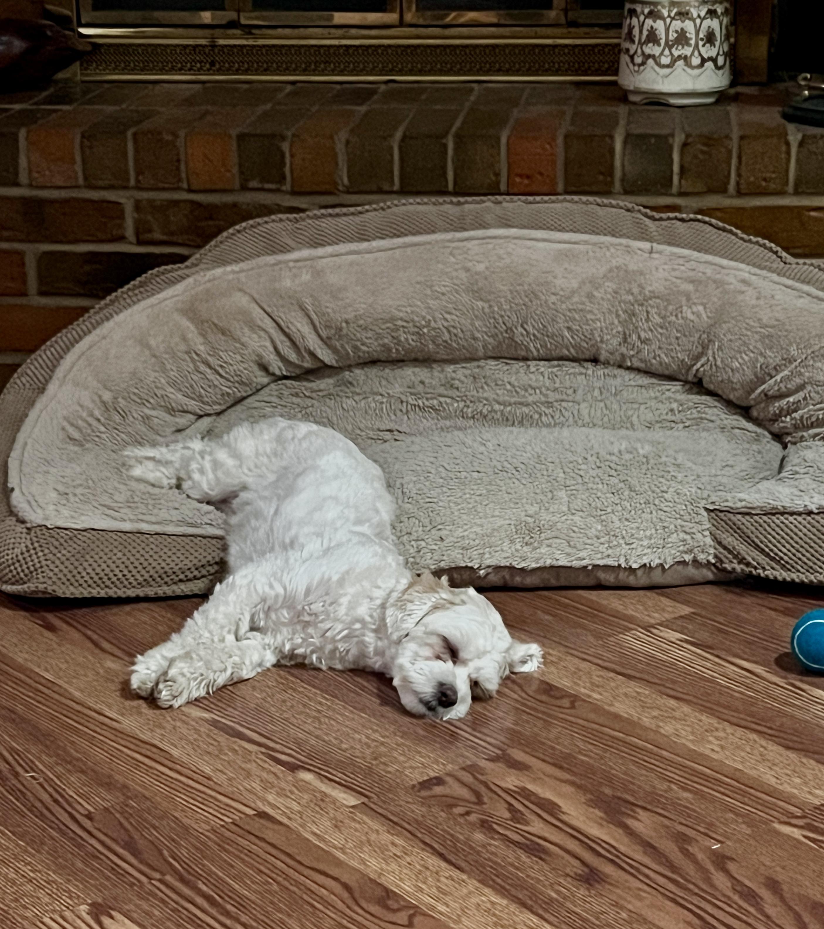 Enlarge Emmah, a Adopted mixed breed in Granbury, TX image 6/6