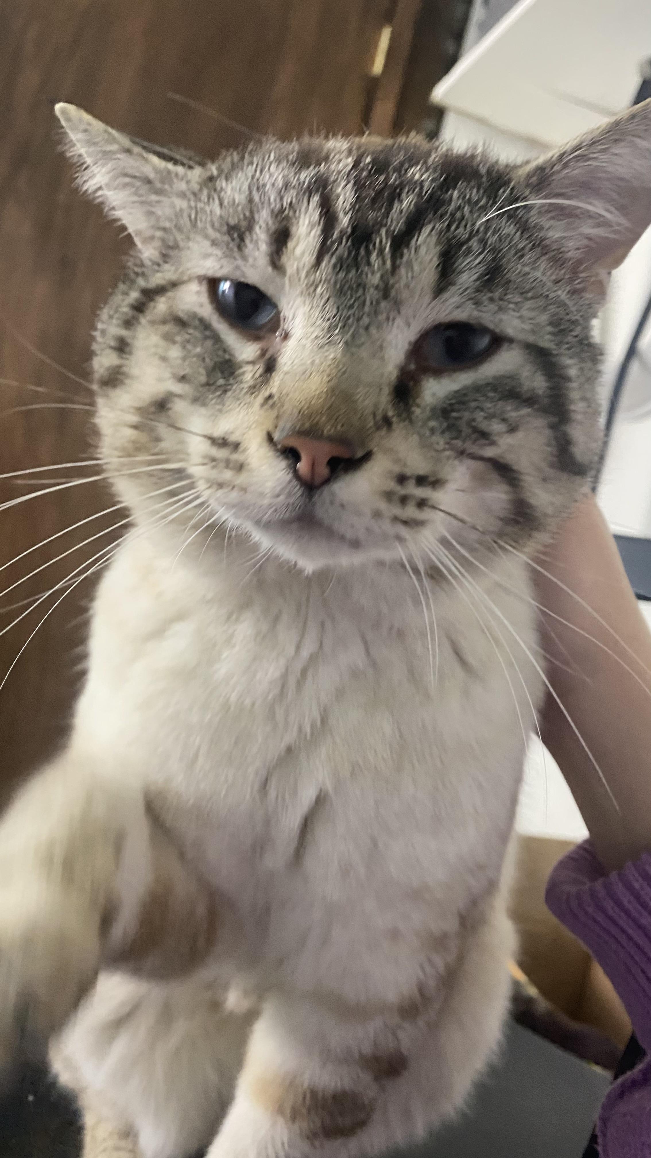 Pretzel, an adopted Domestic Medium Hair in Garden City, MI image 5/5