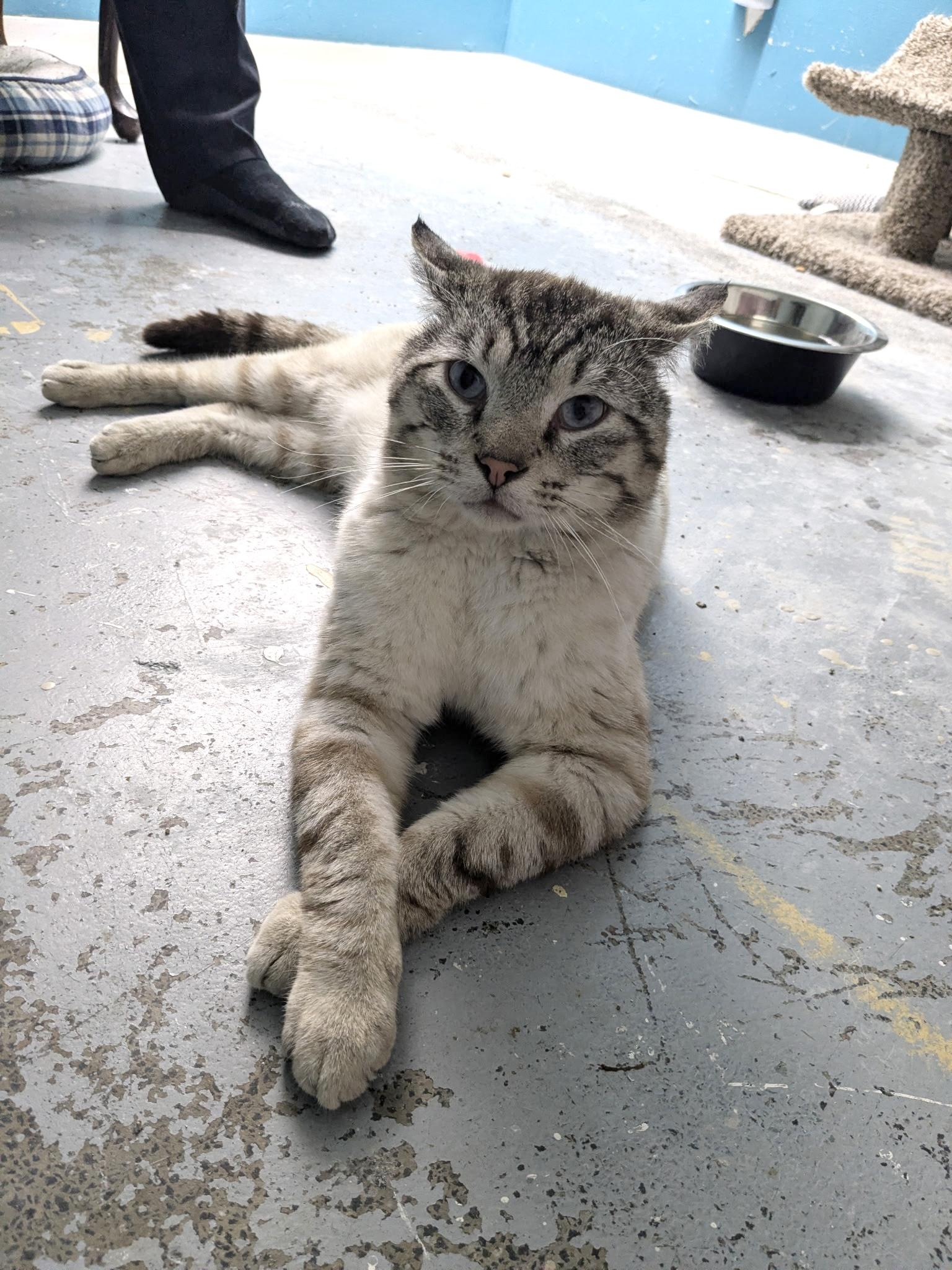 Pretzel, an adopted Domestic Medium Hair in Garden City, MI image 4/5