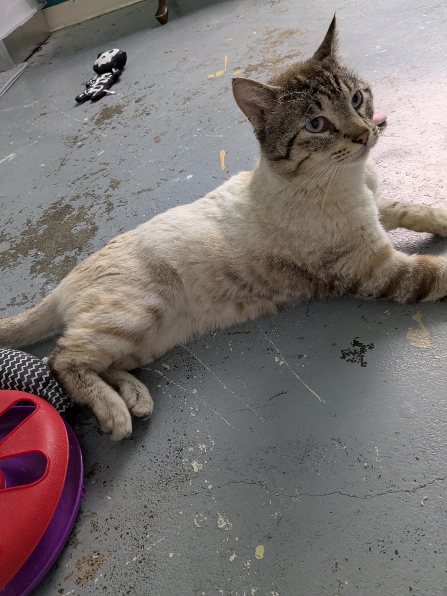 Pretzel, adopted, Adult Male Domestic Medium Hair.