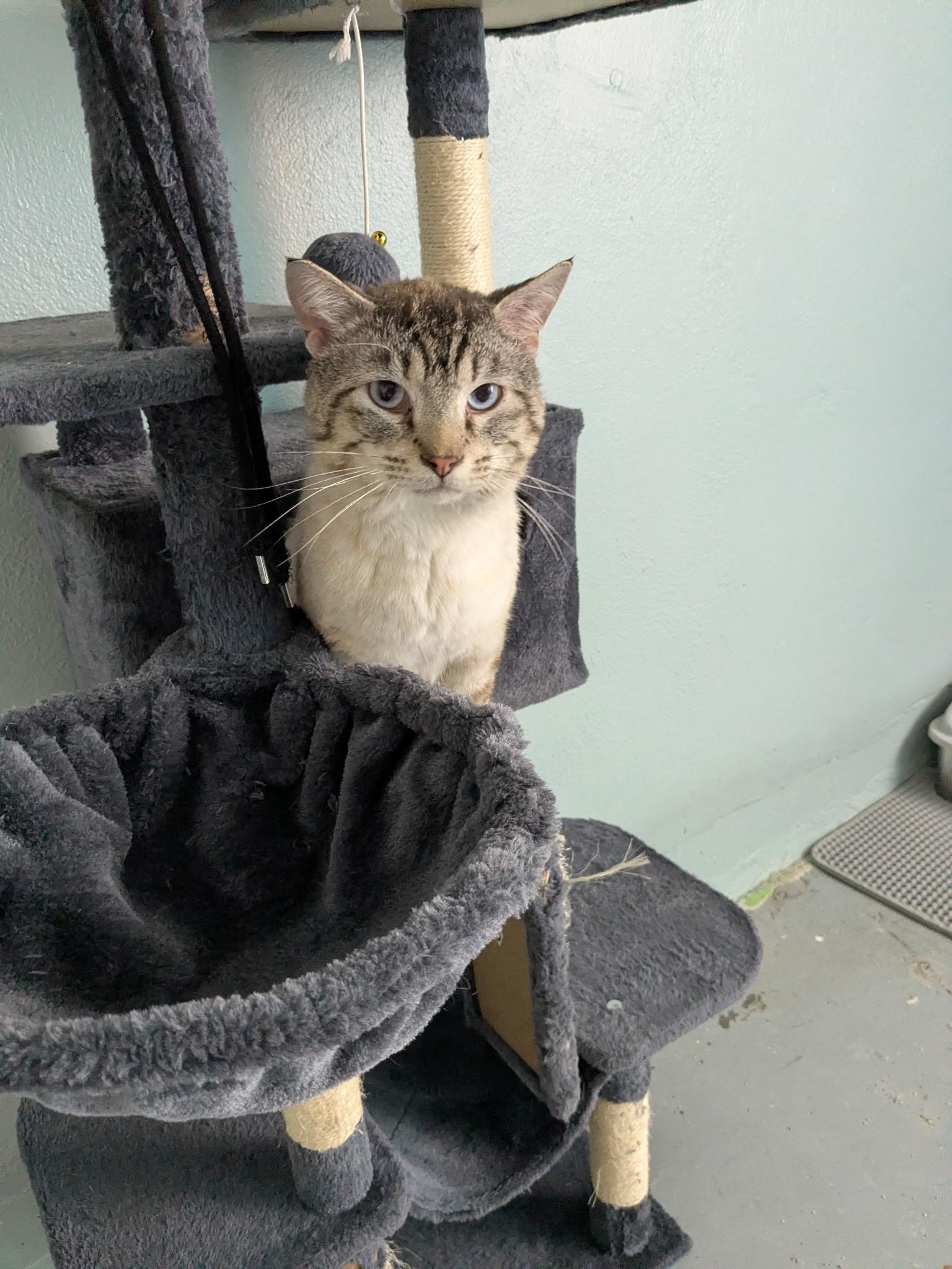 Pretzel, an adopted Domestic Medium Hair in Garden City, MI image 3/5
