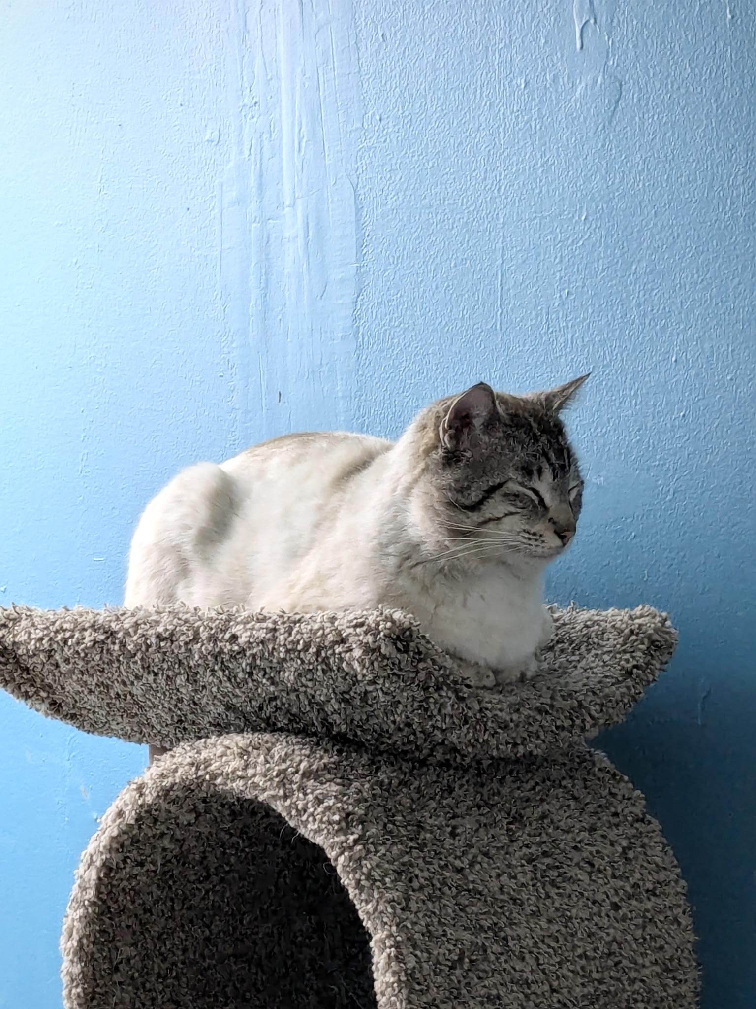 Pretzel, an adopted Domestic Medium Hair in Garden City, MI image 2/5