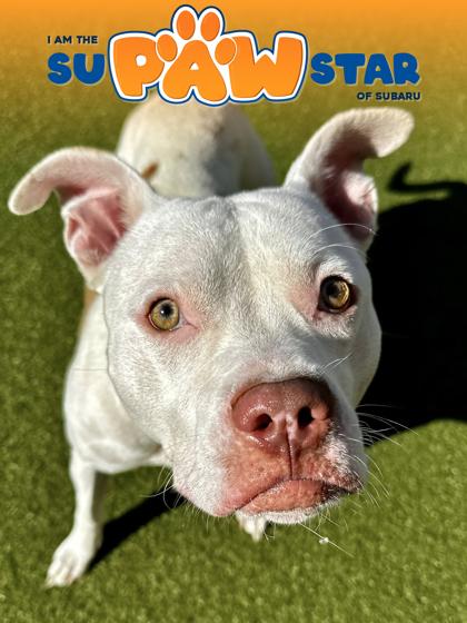 Bartok, Adoptable, Adult Male Mixed Breed & Mixed Breed.