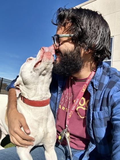 Enlarge Bartok, a Adoptable mixed breed in Wichita, KS image 2/3