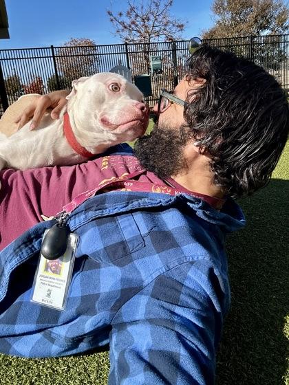 Enlarge Bartok, a Adoptable mixed breed in Wichita, KS image 3/3