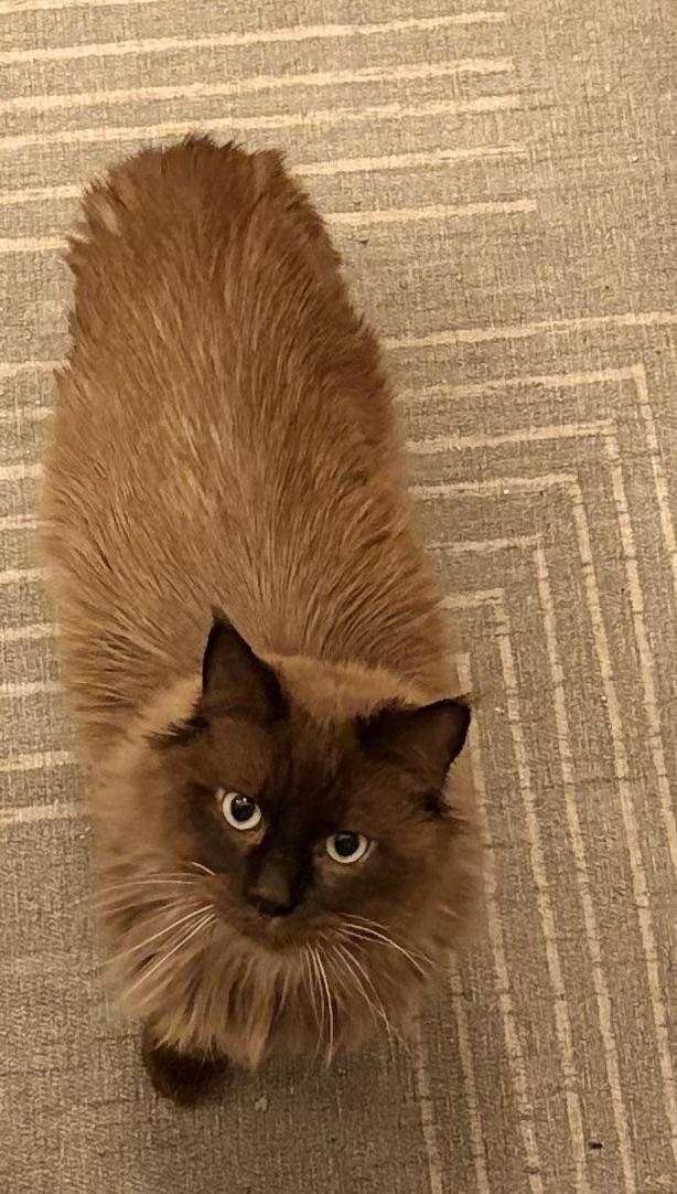 Simon, adoptable, Senior Male Domestic Long Hair & Siamese.