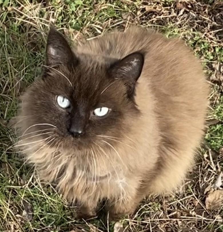 Enlarge Simon, an adoptable mixed breed in Hot Springs, AR image 3/6