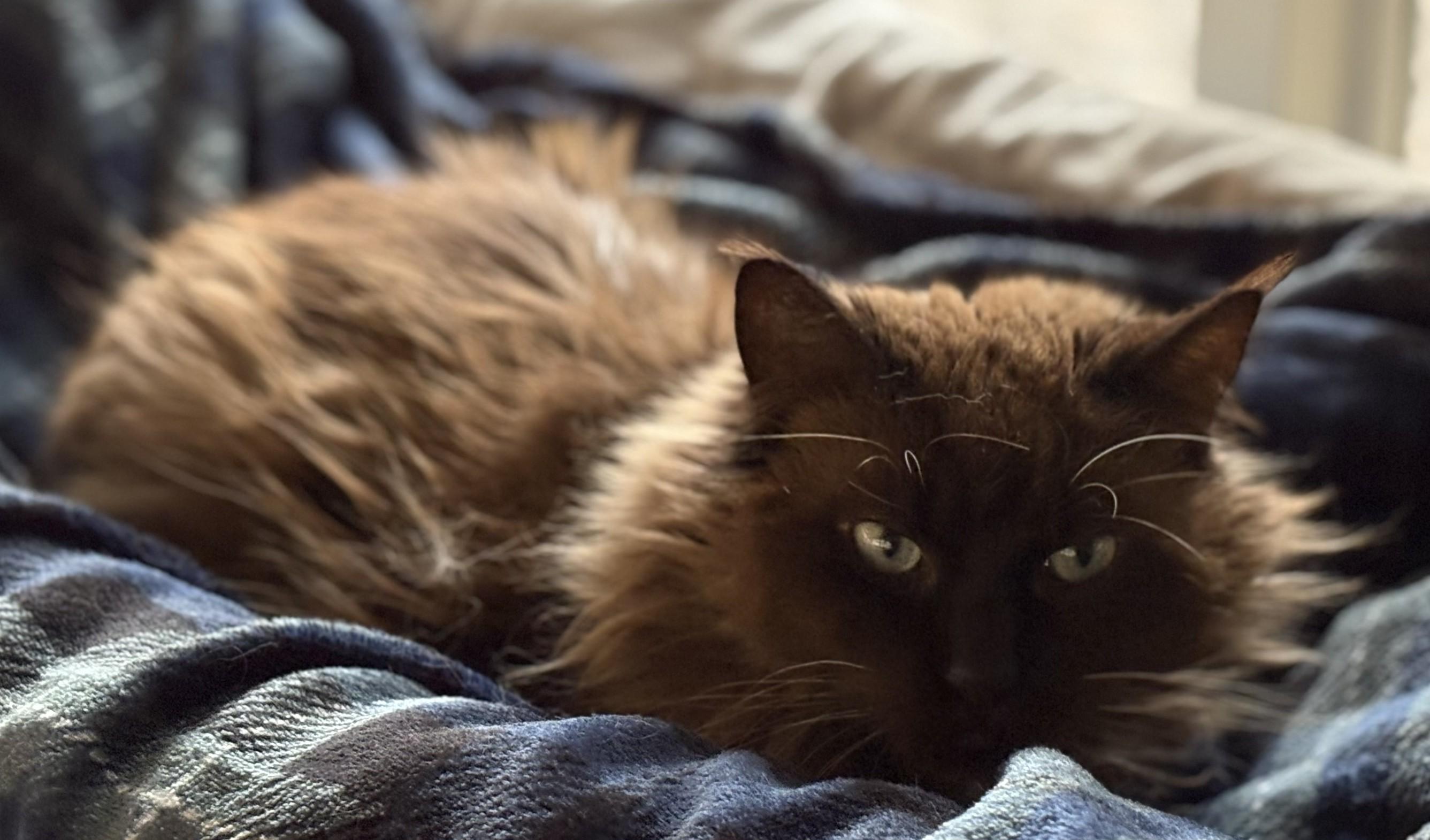 Enlarge Simon, an adoptable mixed breed in Hot Springs, AR image 5/6