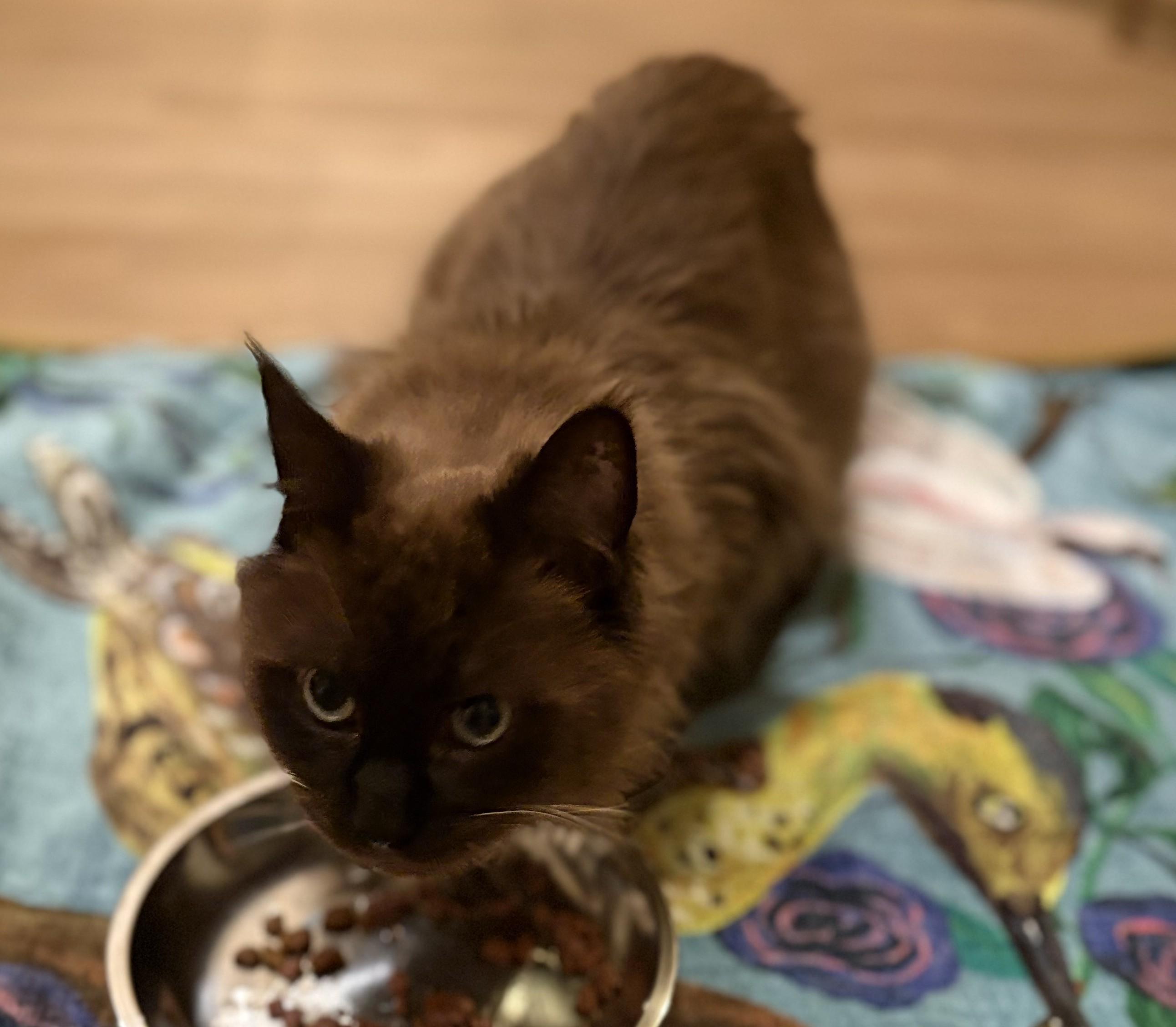 Enlarge Simon, an adoptable mixed breed in Hot Springs, AR image 4/6