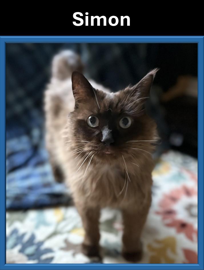 Enlarge Simon, an adoptable mixed breed in Hot Springs, AR image 2/6