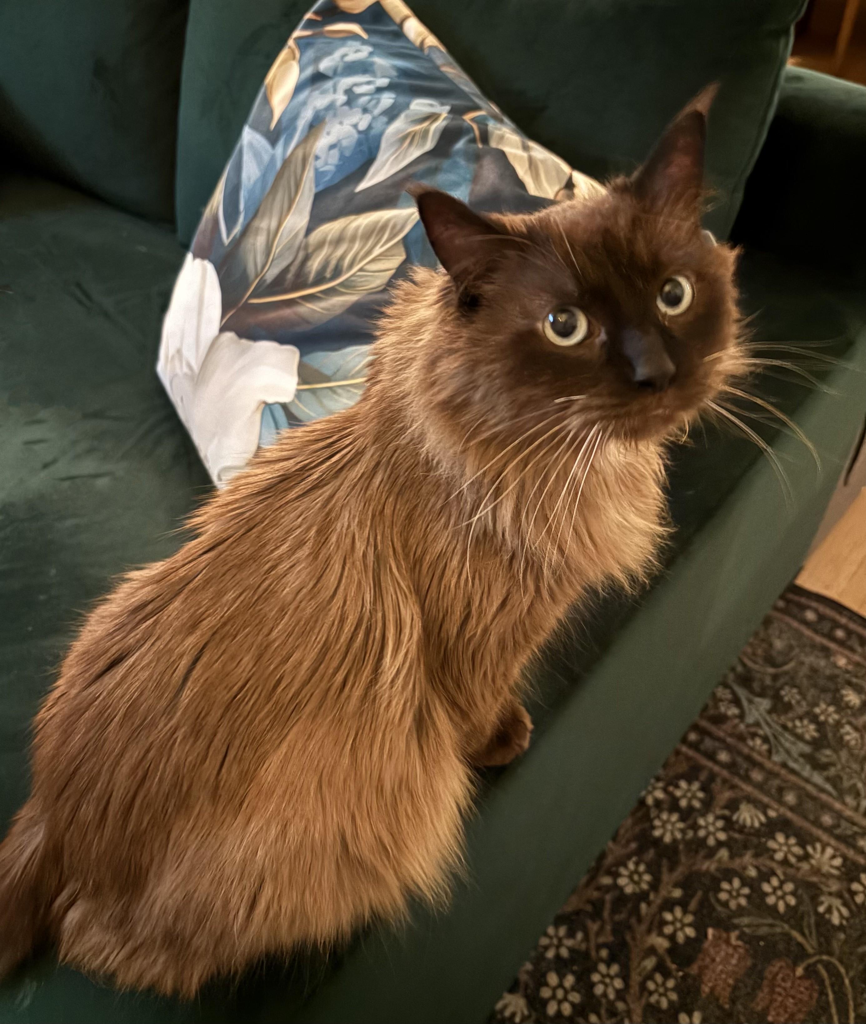 Simon, adoptable, Senior Male Domestic Long Hair & Siamese.
