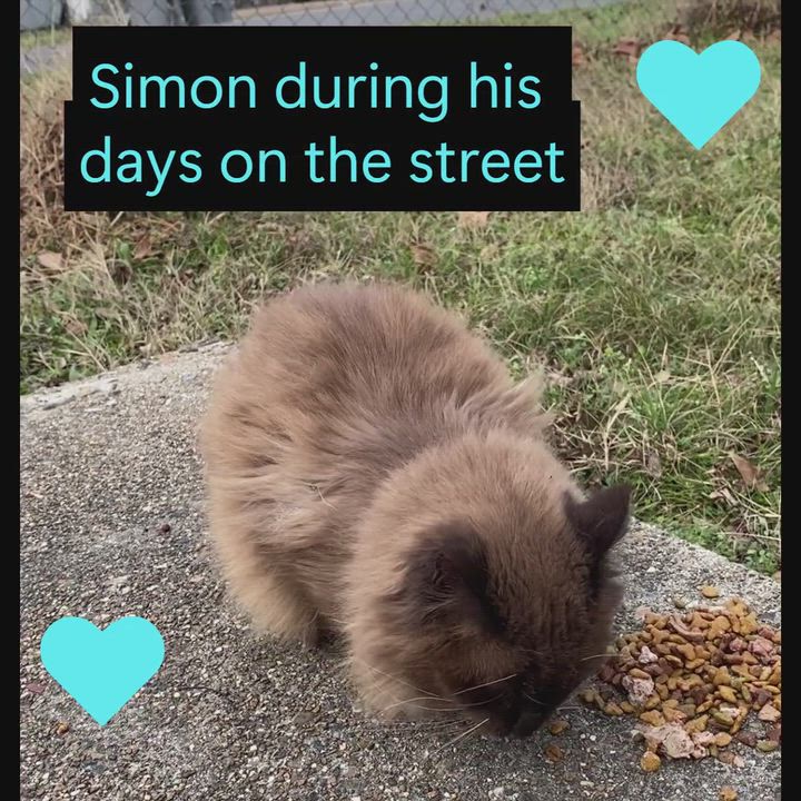 Enlarge Simon, an adoptable mixed breed in Hot Springs, AR video 6/6