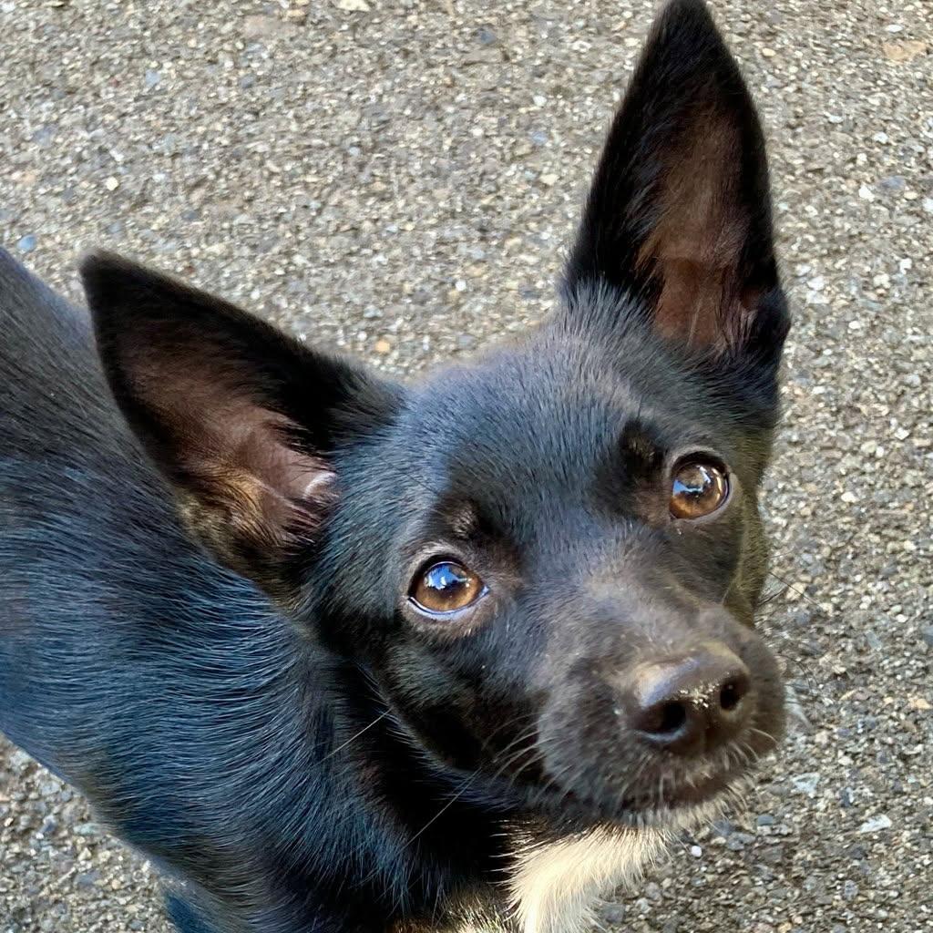 Enlarge Trilly - Small Pup with a Big Heart, a Adoptable mixed breed in Seattle, WA image 2/6