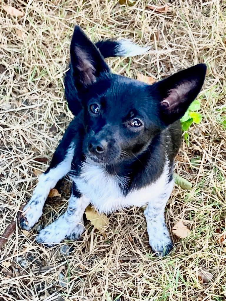 Enlarge Trilly - Small Pup with a Big Heart, a Adoptable mixed breed in Seattle, WA image 3/6