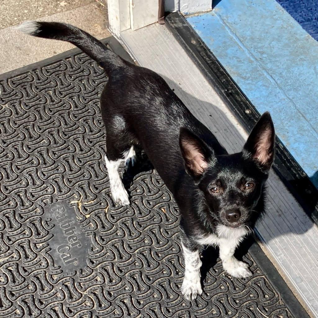 Trilly - Small Pup with a Big Heart, Adoptable, Puppy Female Chihuahua & Pomeranian.