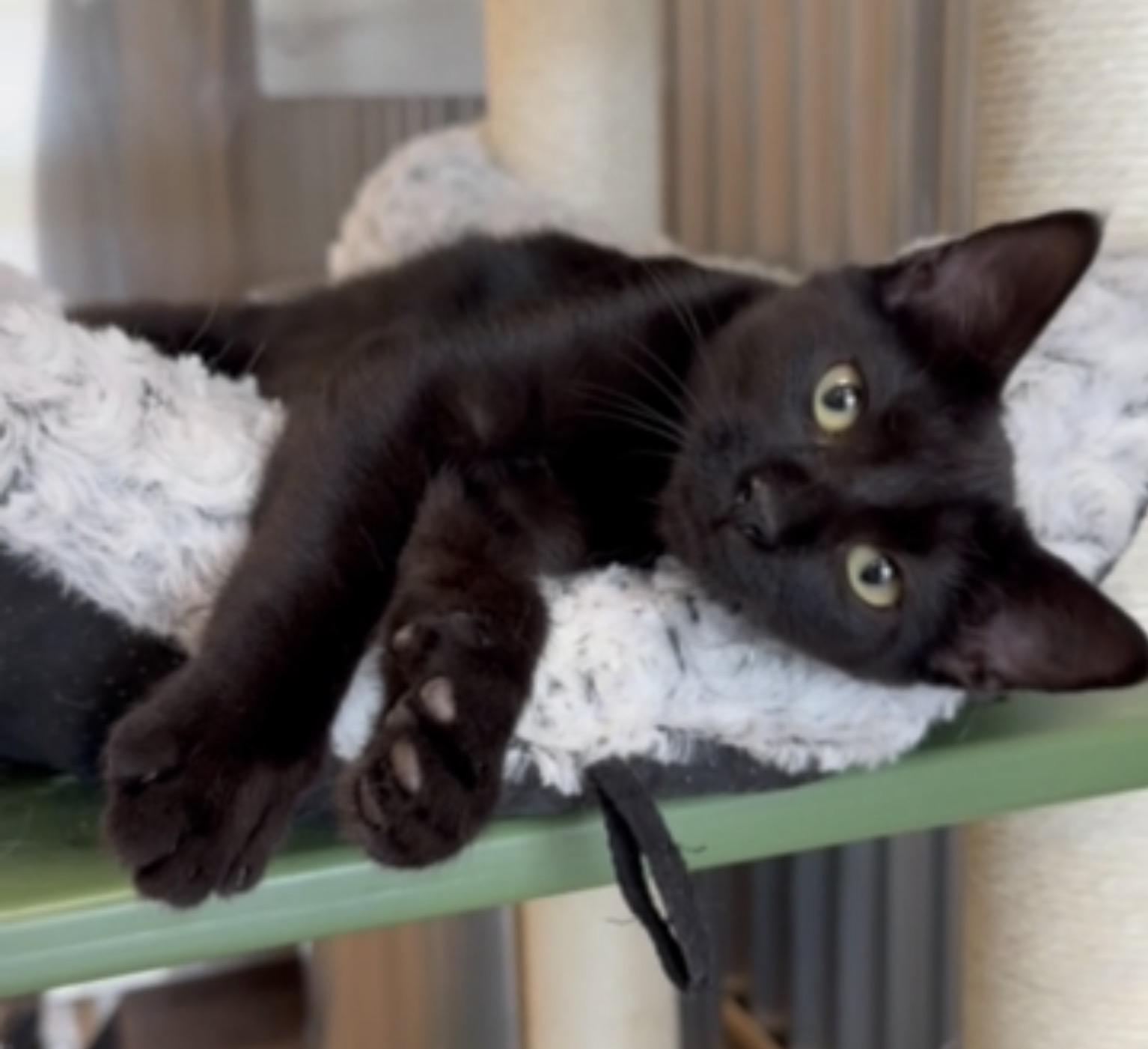 Asphalt, Adoptable, Kitten Male Domestic Short Hair.