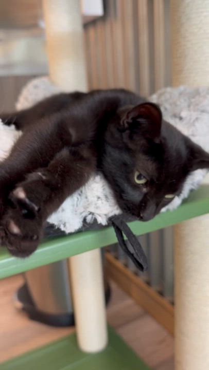 Enlarge Asphalt, a Adoptable Domestic Short Hair in Petaluma, CA video 2/2