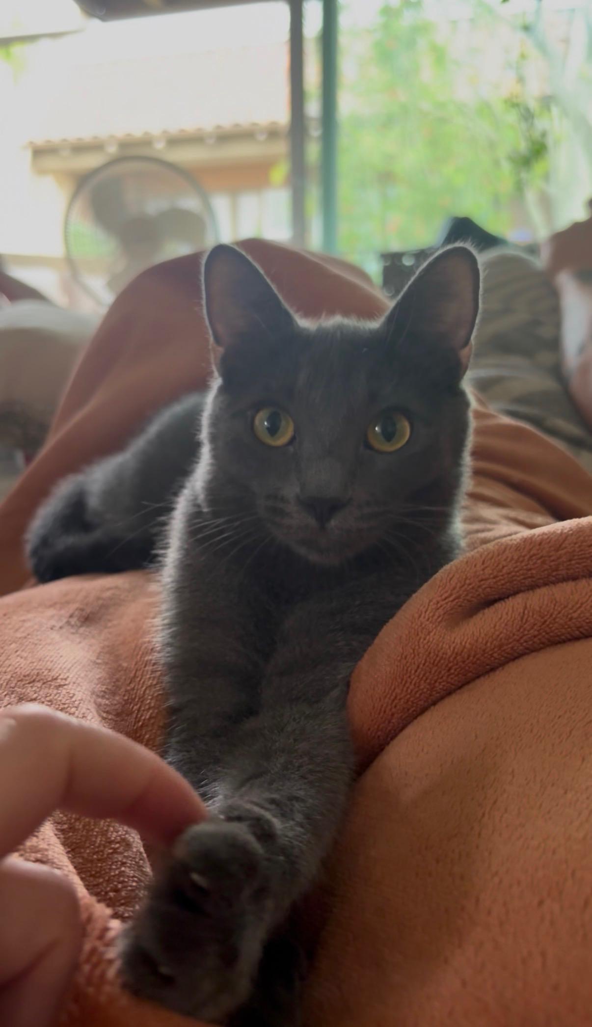 Hagrid, an adopted Russian Blue in Tustin, CA image 5/5