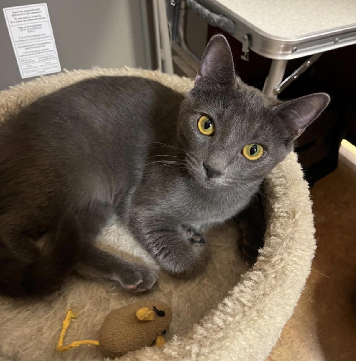 Hagrid, an adopted Russian Blue in Tustin, CA image 3/5
