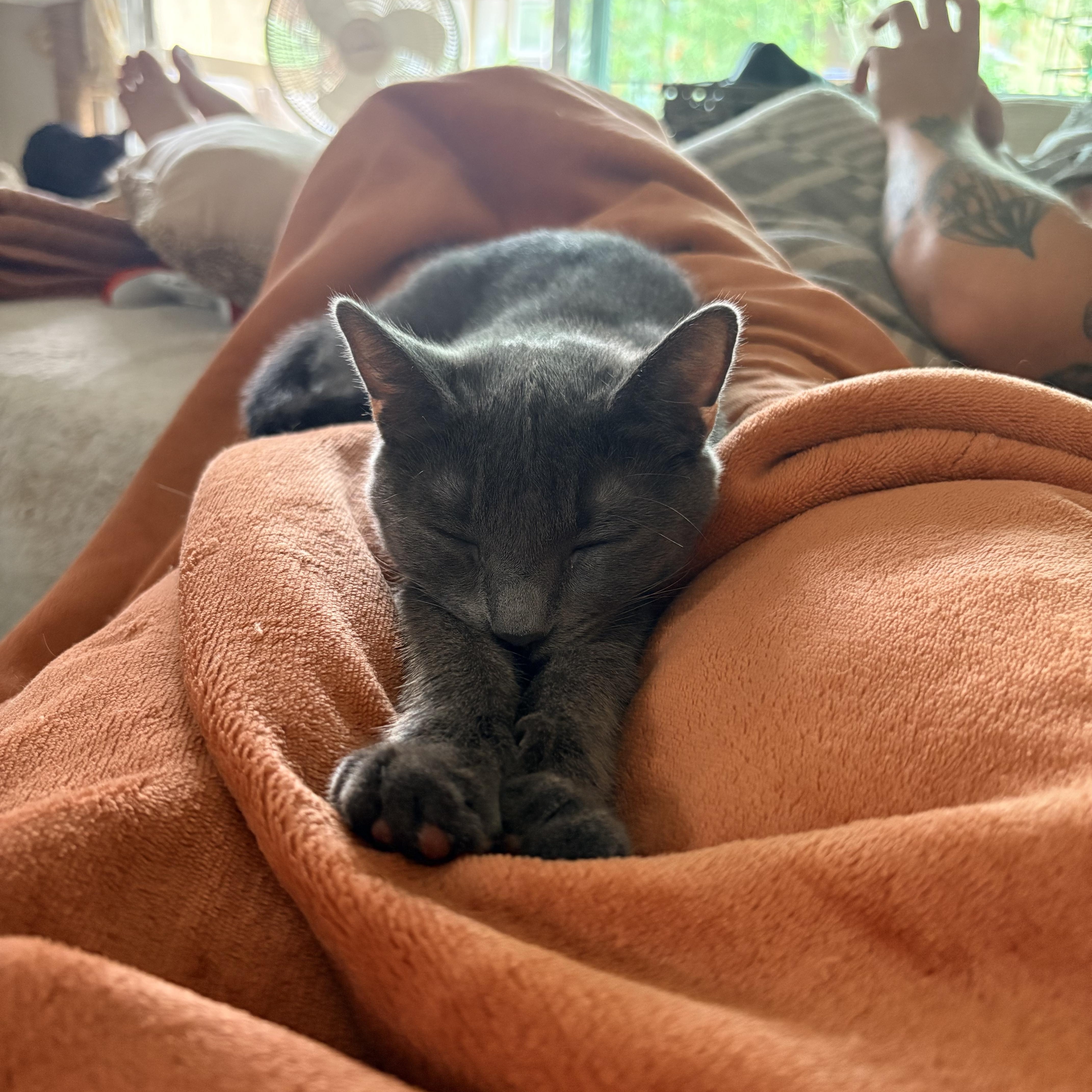 Hagrid, an adopted Russian Blue in Tustin, CA image 2/5