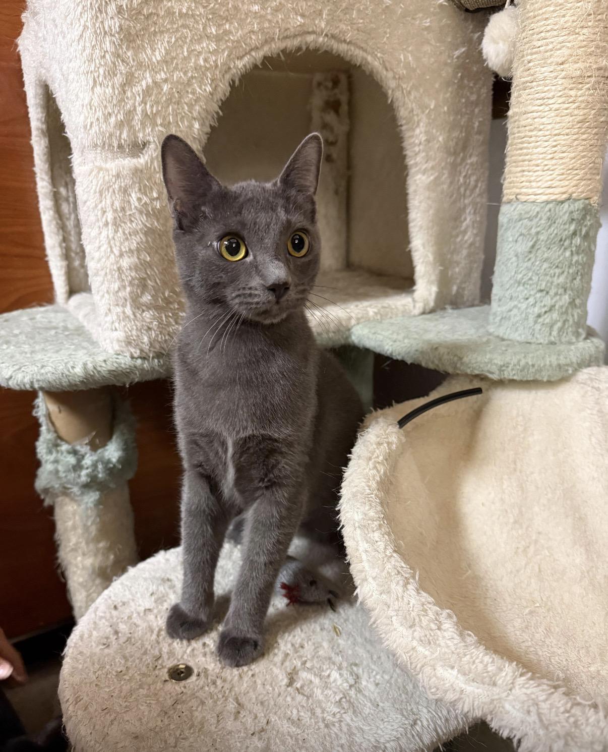 Hagrid, an adopted Russian Blue in Tustin, CA image 1/5