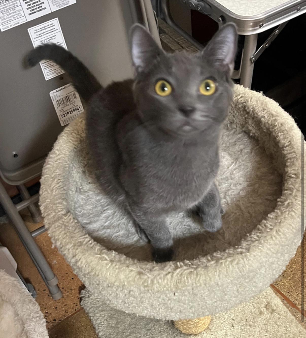 Hagrid, an adopted Russian Blue in Tustin, CA image 4/5