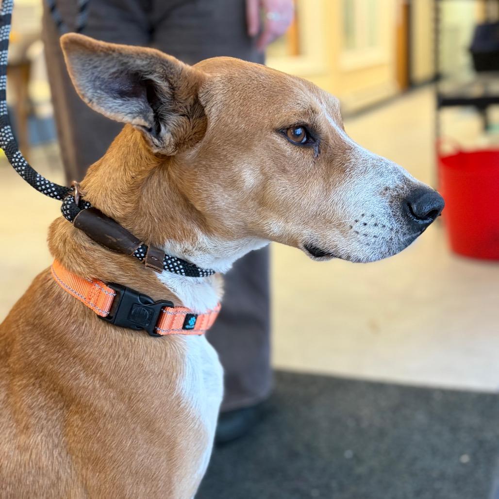 Enlarge Skit - in Foster!, a Adoptable Mixed Breed in Morrisville, VT image 1/6