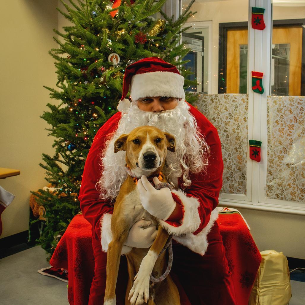 Enlarge Skit - in Foster!, a Adoptable Mixed Breed in Morrisville, VT image 5/6