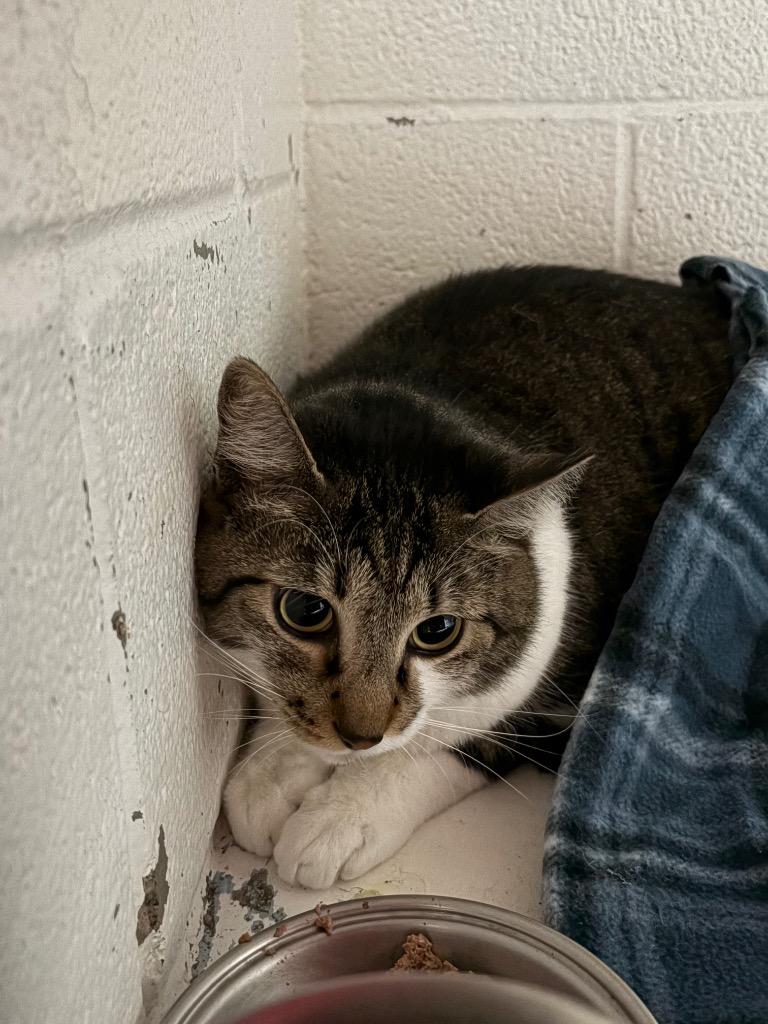 Enlarge Sheldon, a Adoptable mixed breed in Ada, OK image 1/1