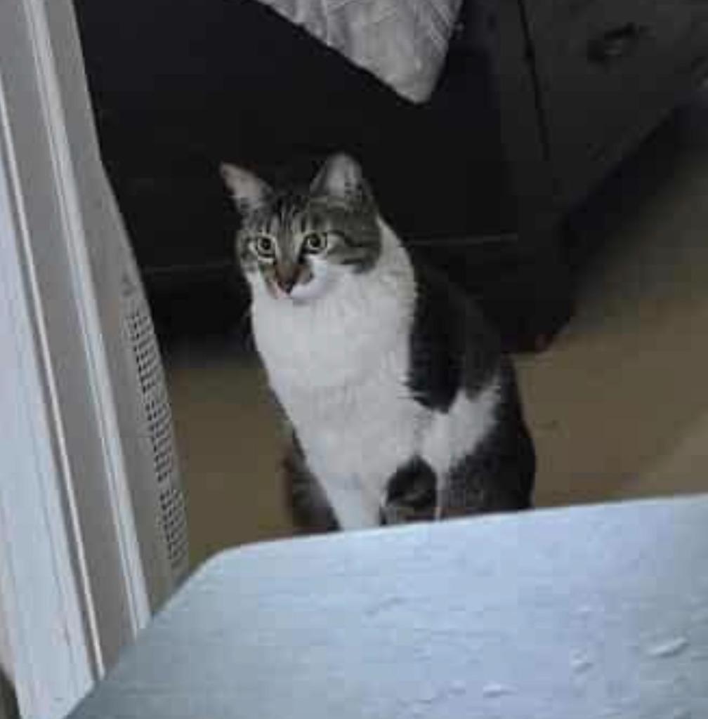Sheldon, a Adoptable mixed breed in Ada, OK image 2/6