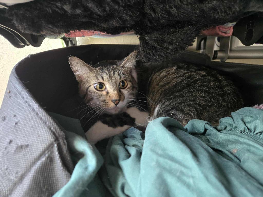 Sheldon, a Adoptable mixed breed in Ada, OK image 3/6