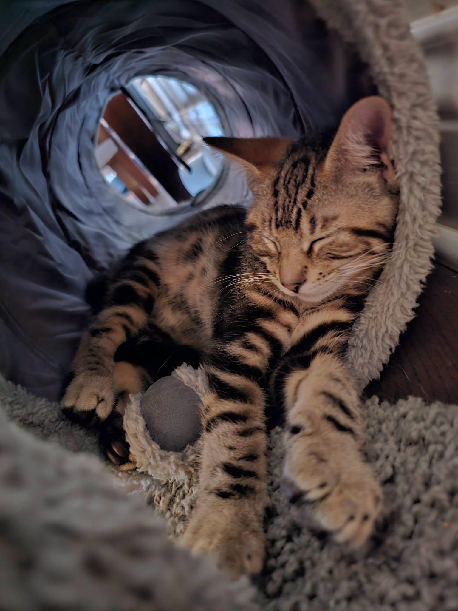 Kian, adopted, Kitten Male Tabby.
